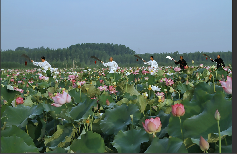 微山湖湿地万亩荷花伴太极